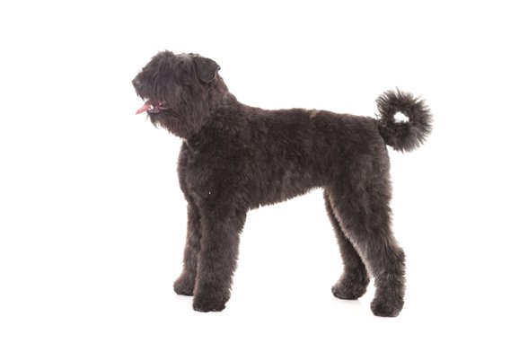 Bouvier DAZZ AIYVEN off CENAYDA'S HOME